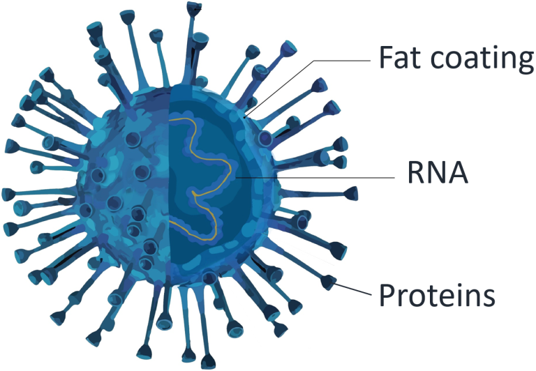 Corona Virus Corona Virus