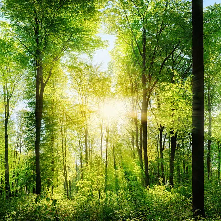 Güneş ışığı altında parlayan yaprak döken orman 