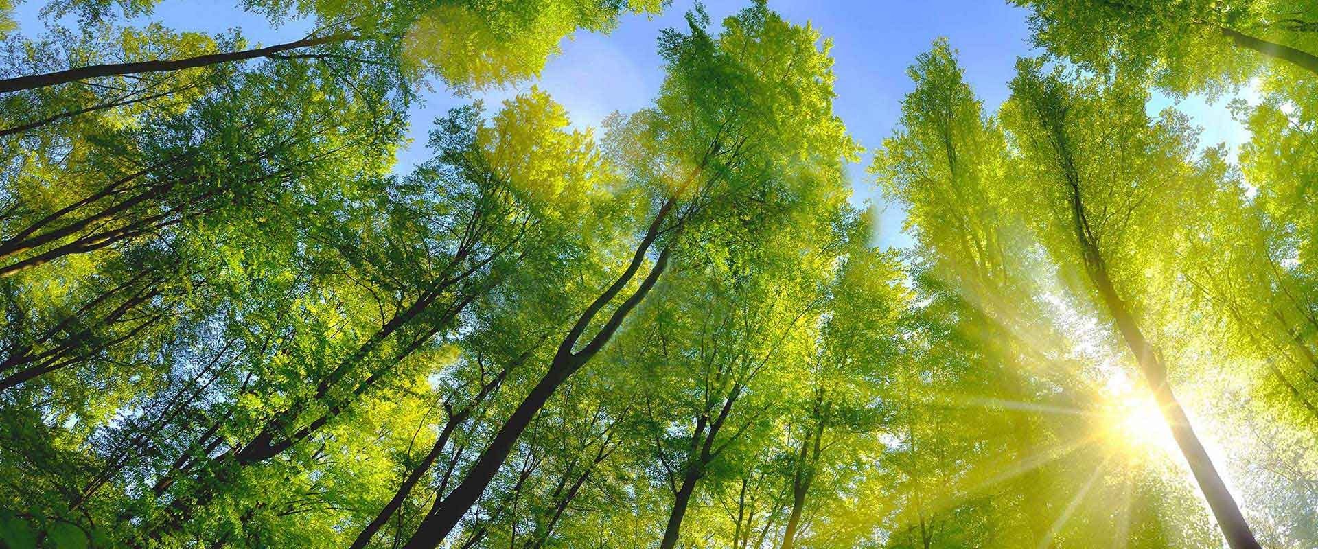  Yukarıda güneş ışığı ve mavi gökyüzünde yeşil yaprakları ile yaprak döken orman